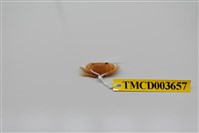 藏品(光手酋婦蟹)的圖片